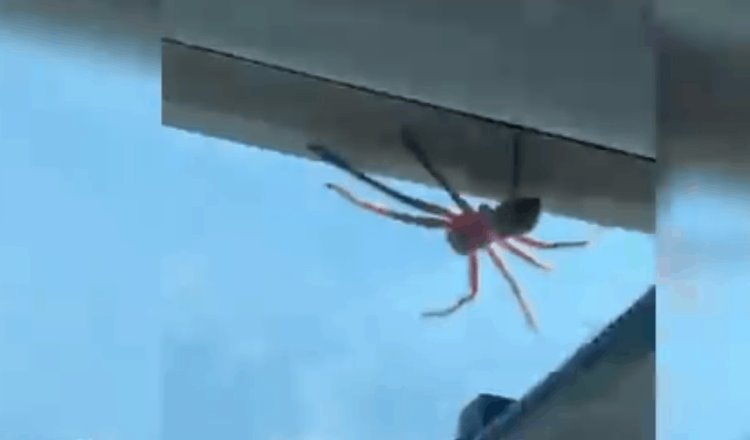 En Australia, un piloto descubre una araña gigante en el techo de su avioneta en pleno vuelo