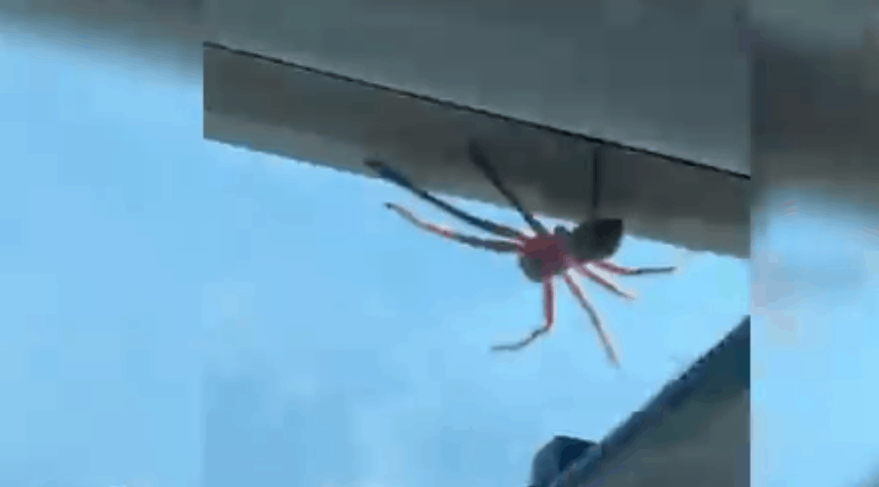 In Australia, a pilot discovers a giant spider on the roof of his plane in mid-flight