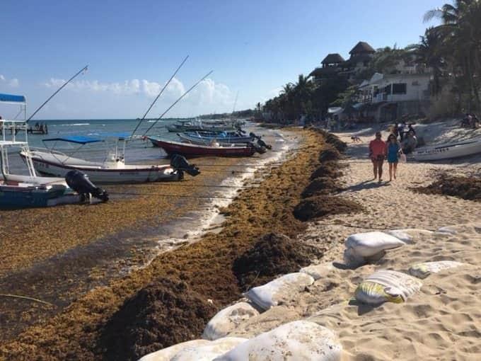 Semar está rebasada por el sargazo, embarcaciones no se dan abasto dice CCE de Cancún