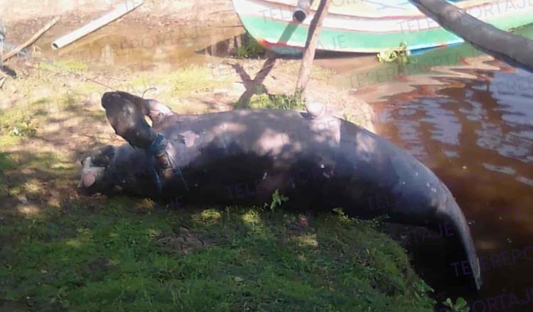 Hallan otro manatí muerto en el Usumacinta, entre límites de Jonuta y Macuspana
