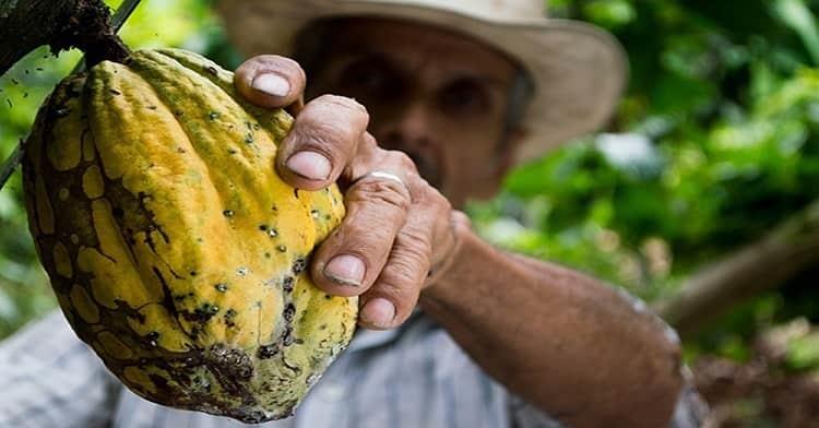 La próxima semana se reactivarán registros para apoyos a productores de cacao en Tabasco