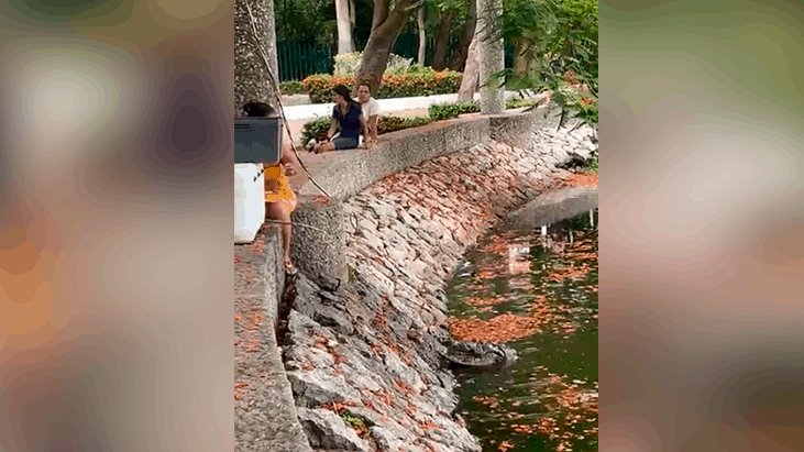 Captan en video a mujer alimentando a cocodrilo en la laguna de Las Ilusiones