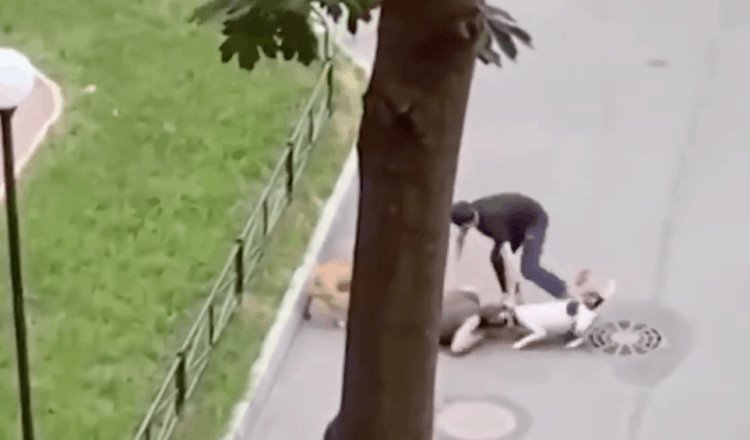 En Rusia, hombre protege a su mascota de ataque de dos perros, lo cubre con su cuerpo