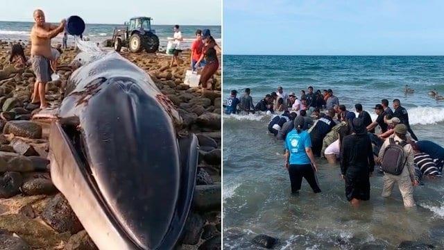 Ciudadanos y autoridades rescatan ballena varada en Puerto Peñasco, Sonora