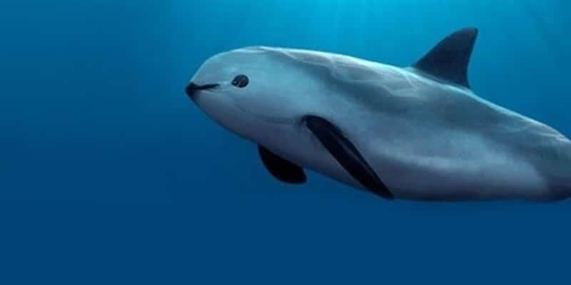 Firman convenio Gobierno de México y ONG para mantener libre de redes hábitat de vaquita marina