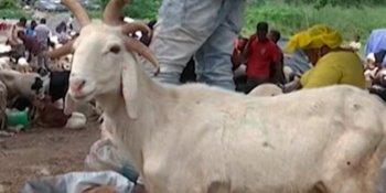 Aparece carnero con 5 cuernos en festividad musulmana en Nigeria 