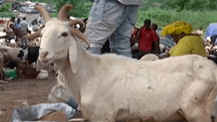 Aparece carnero con 5 cuernos en festividad musulmana en Nigeria 