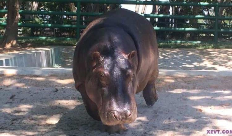 Realizarán mantenimiento a laguna de hipopótamos del Yumká