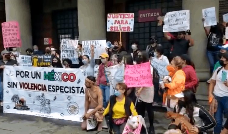 Protestan protectores de animales en Tlalnepantla; piden justicia para el perro ‘Silvert’ asesinado a golpes
