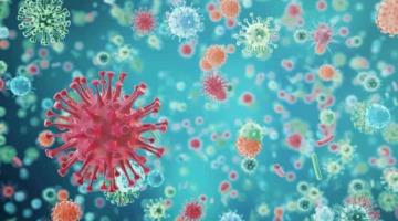 Reportan hallazgo de NeoCoV, "nueva" cepa de coronavirus