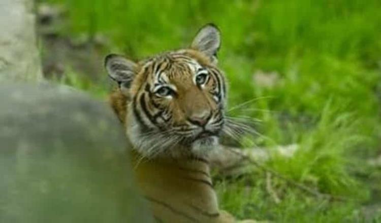 En Indonesia una pareja de tigres se contagia de COVID pese al cierre de zoológico