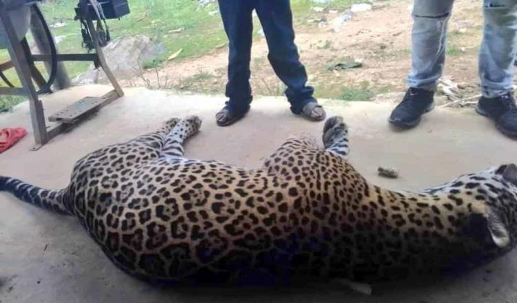 En Oaxaca, campesino envenena al jaguar que mató a su burro