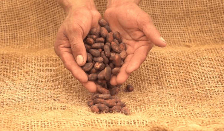 De 35 mil hectáreas de plantación de cacao que llegó a tener Tabasco, ahora solo tiene 18 mil: Sedafop