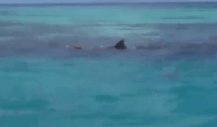 Tiburón devora a persona ahogada en Yucatán; momento quedó registrado en video