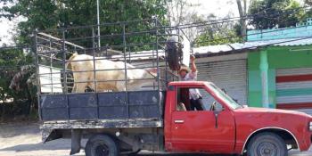 Ingresan ladrones a propiedad de alcaldesa electa de Jalpa; roban camioneta y herramientas agrícolas