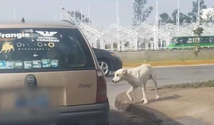 Graban a familia abandonando perro en calles de Guadalajara