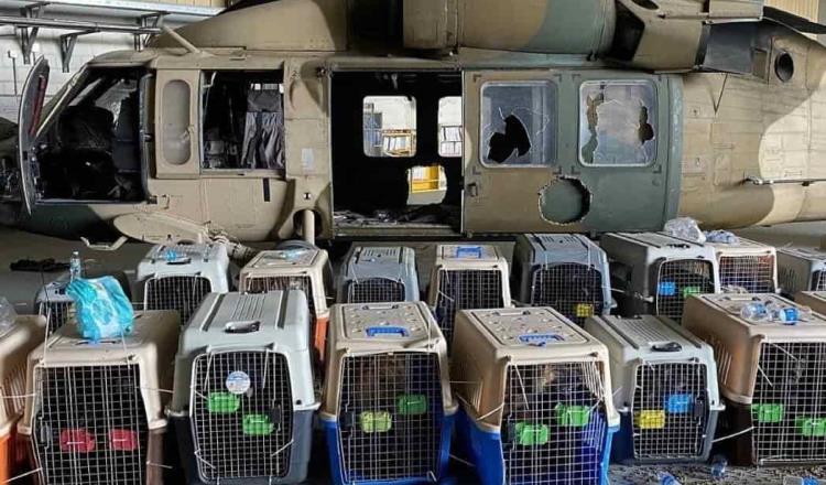 EE.UU. abandonó a sus perros militares en Afganistán