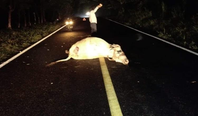 Chocan contra semoviente sobre la carretera Raudales-Chontalpa 