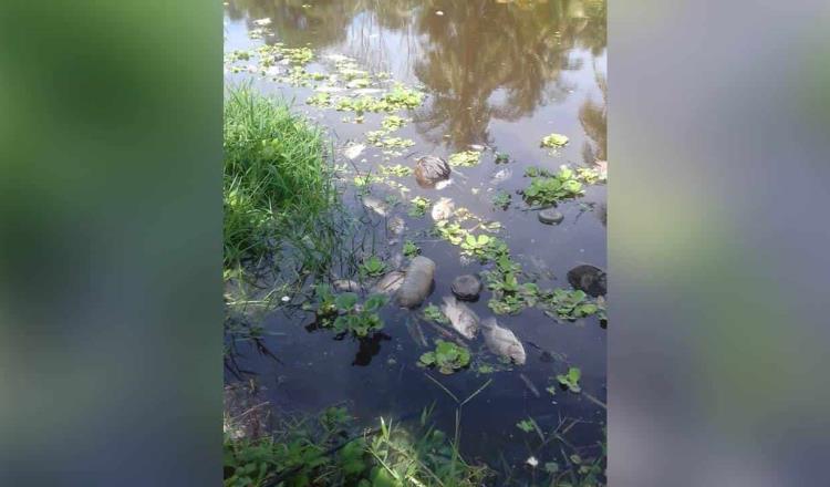 Hallan peces muertos en río Iquinuapa… en Jalpa