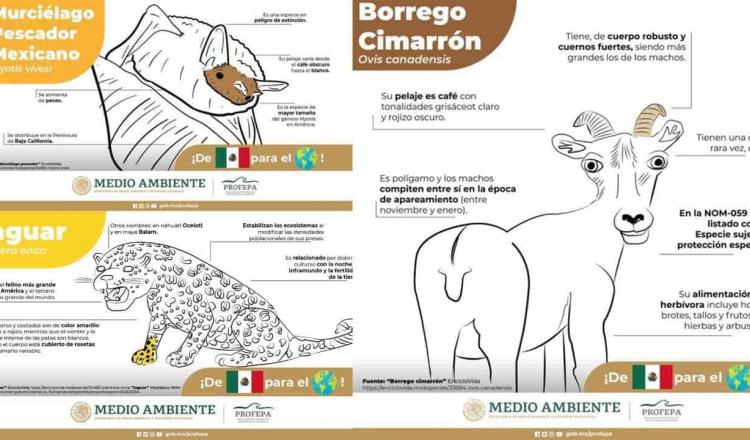 Desata Profepa burlas y memes en redes por infografías de la fauna en México