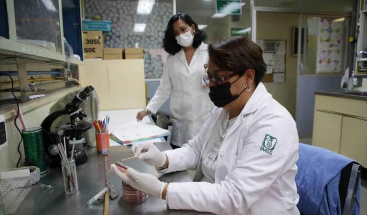 Licita IMSS tres patentes sobre arbusto nativo