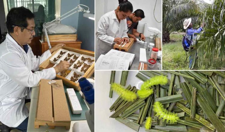 Construye UJAT inventario de especies que dañan la Palma de Aceite