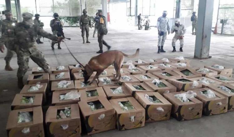 SEDENA dona 50 perros adiestrados a la Unidad Canina de Aduanas