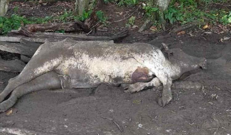Revisará SADER mortandad de ganado en Jalpa; señala que ocurrió algo similar en Huimanguillo y Comalcalco