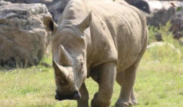 Muere “Toby”, el rinoceronte más longevo del mundo