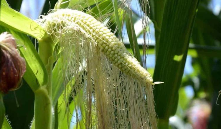 Advierte EE. UU. adoptar medidas formales contra México por prohibición de maíz transgénico