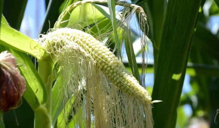 Ordena la SCJN mantener suspensión de siembra de maíz transgénico en México