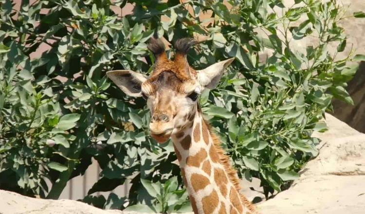 Nace jirafa en Zoológico de Chapultepec; le buscan nombre