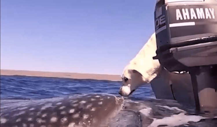 Se encuentran perrito y tiburón ballena en mar de Australia; se vuelven “amigos”