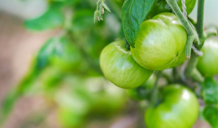 Vigilará SE a dos empresas mexicanas de tomate, luego de que sus mercancías fueron asociadas con trabajo forzoso