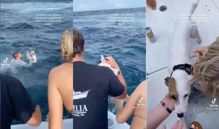 Rescatan canino que naufragaba en el mar de Florida