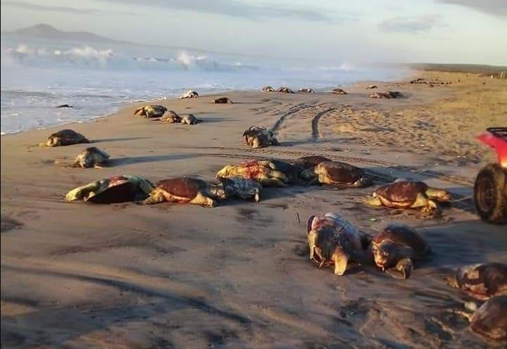 Hallan tortugas muertas en Playa de Oaxaca 