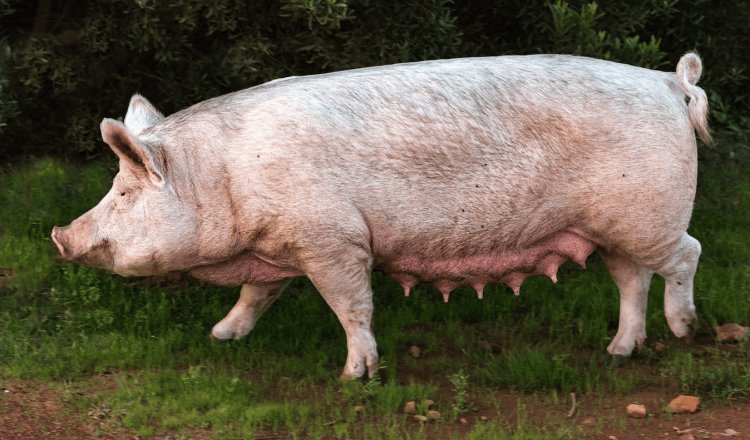 Incrementa casi 100% precio de cerdo en pie por fin de año