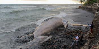 Aparece ballena muerta de 15.70 metros en playa de El Salvador