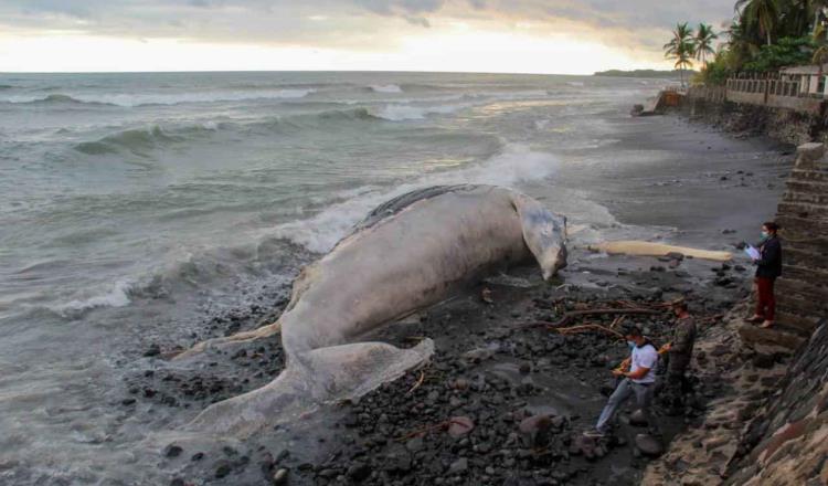Aparece ballena muerta de 15.70 metros en playa de El Salvador