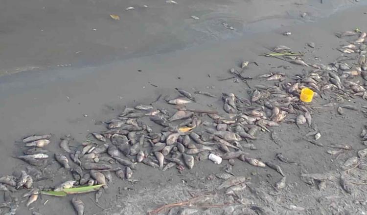 Registran mortandad de peces en desembocadura de ríos San Pedro y Grijalva