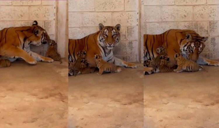 Nacen tigres de bengala en zoológico de Ciudad Juárez, Chihuahua 