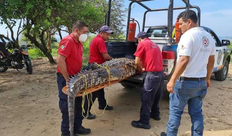 Capturan cocodrilo en playas de Puerto Escondido, Oaxaca