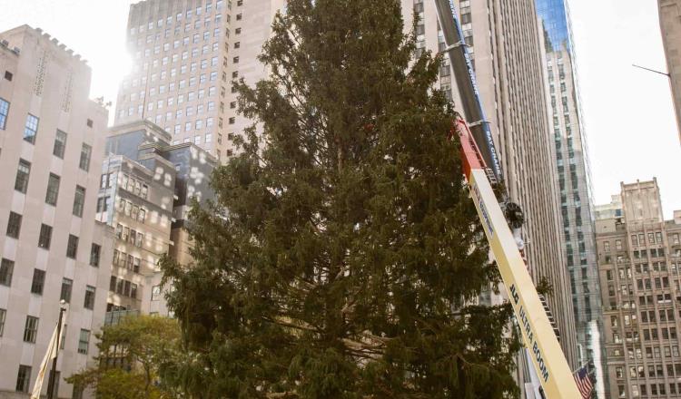 Llega a Nueva York el tradicional árbol del Rockefeller Center