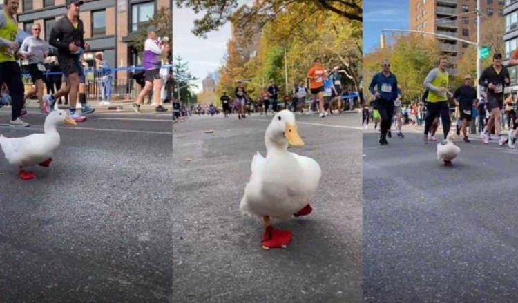 Pato corre en maratón de Nueva York… con todo y tenis