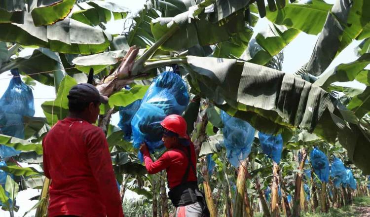 Tabasco produce casi un cuarto de la producción nacional de plátano: Sader 