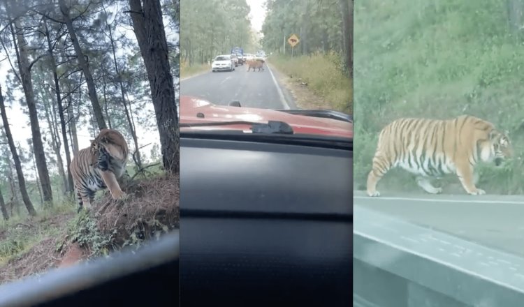Captan a tigre en carretera de Jalisco