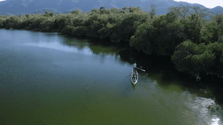 Pide diputada declarar Área Natural Protegida, manglares del Río San Pedro