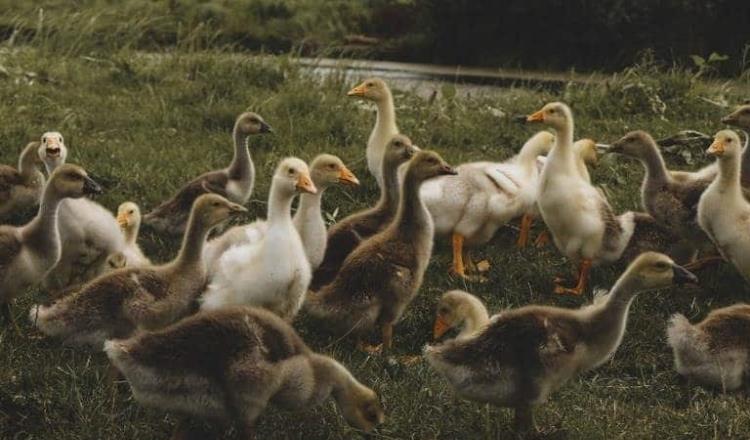 Hungría sacrifica 38 mil patos por brote de gripe aviar
