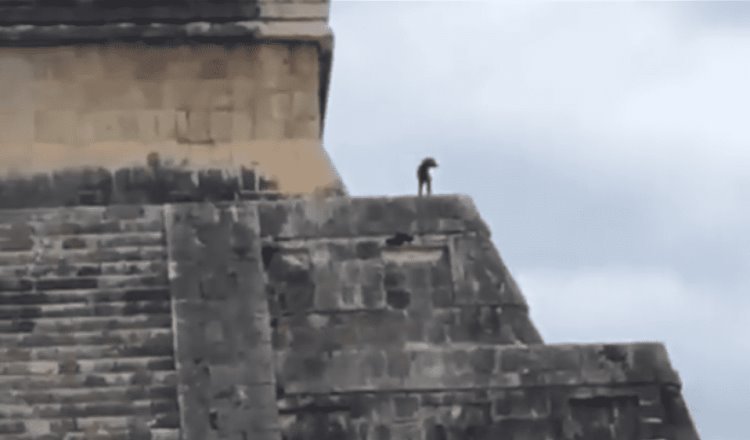 Perro escapa de sus dueños y sube a la pirámide de Chichén Itzá