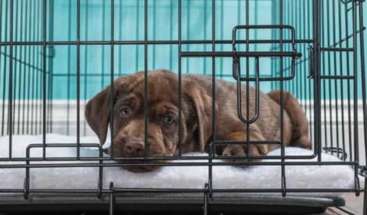 Prohíbe Francia la venta de perros y gatos para combatir el maltrato animal